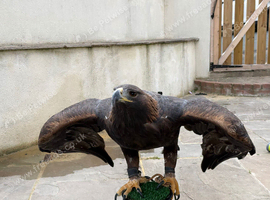 Female golden eagle