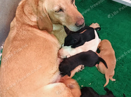 Beautiful Labrador Puppies Looking for Loving Homes