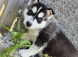 Husky pups
