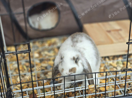 Giant french lop babies