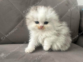 Scottish fold x Persian babies