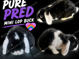 Mini lop