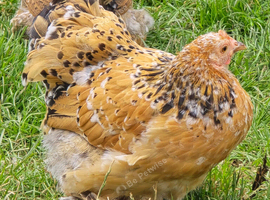 Pekin Bantam Pullets