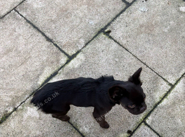 Fury French bull dog