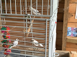 3 canaries, + cage.
