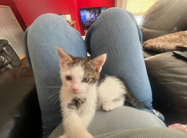 Kitten