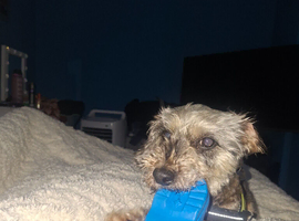 Toy phantom poodle
