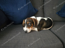 Jack Russell