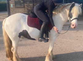 Mystery (&ldquo;Missy&rdquo;)- 13.2- 13.3hh 5-Year-Old Cob Mare