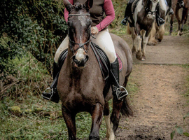 SOOTY 16.2hh 14 years old mare
