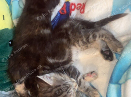 Cute Maine coon cross ragdoll