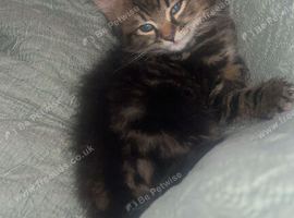 Eight weeks old tabby girl