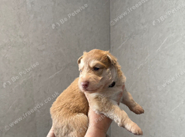 Stunning Isabella reverse panda and Isabella and tan German shepherd pups