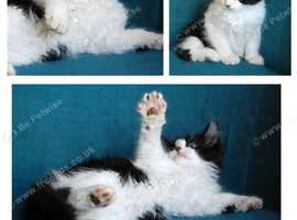 Kittens looking for new home/s (nr Canterbury, Kent)