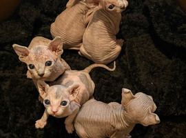 Beautiful Sphynx kittens for sale