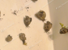 Baby African land snails