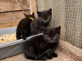 Domestic short hair kittens