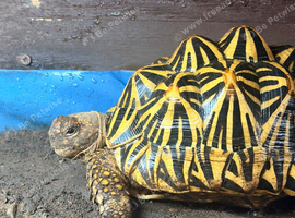 Indian star tortoise breeding trio