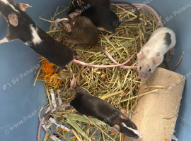 7 fancy female mice for sale