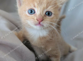 Pretty kittens > British Blue x Calico half Bengal from &pound;100