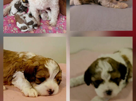 Cavachon puppies