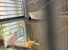 White 2 year old Canary Hen