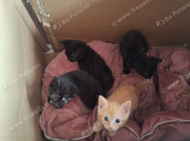 Tortishell x Persian kittens
