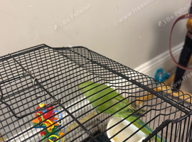Indian ringneck parrot