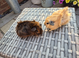 Baby Guinea Pigs Funky Teddy Crested
