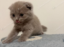 Blue & Lilac BSH Mix Kittens &ndash; Fold & Straight