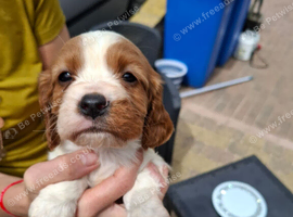 Cavalier kingcharles last bhleming boy. .