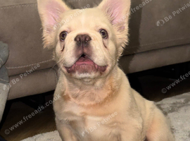 Fluffy Frenchie Cream HEALTH CLEAR