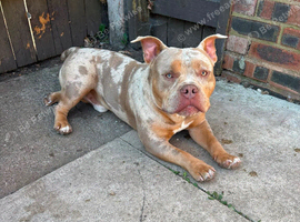 Micro bully 10 month boy