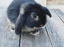 Mini lop bunnies ( updated:04/06/26)