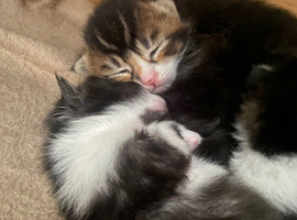 4 adorable kittens