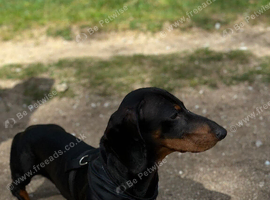 Sell dog