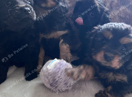 Reverse Cavapoos (F1bR)