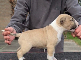 English bull terrier puppies