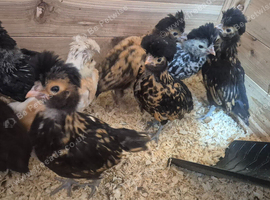 13 Unsexed Polish Chicks