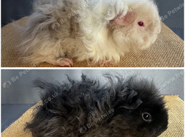 Pair of Lunkarya Boars