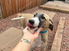Lurcher pup