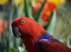Looking for female eclectus