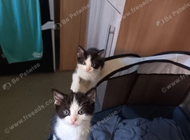 6 week old kittens. ( Not ready to leave yet)