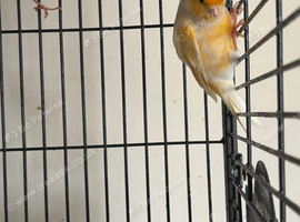 Canary's