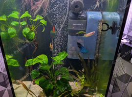 3x female fighter fish
