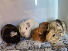 Baby Guinea Pigs Male and Female