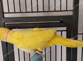 Beautiful male lutino Indian ringneck talking parrot