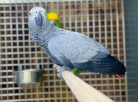 African grey talking parrot