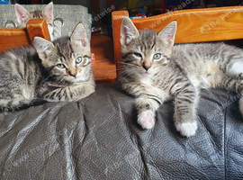 3 kittens from litter of 6 available