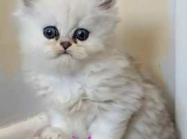 1 Stunning Girl Left - Rare Persian Kitten